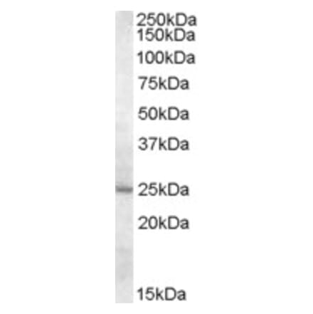 Western Blot - Anti-MTHFS Antibody (A84505) - Antibodies.com