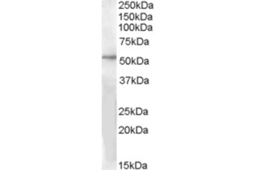 Western Blot - Anti-GPR142 Antibody (A84506) - Antibodies.com