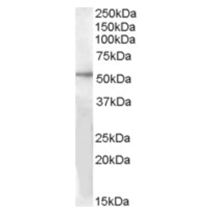 Western Blot - Anti-GPR142 Antibody (A84506) - Antibodies.com