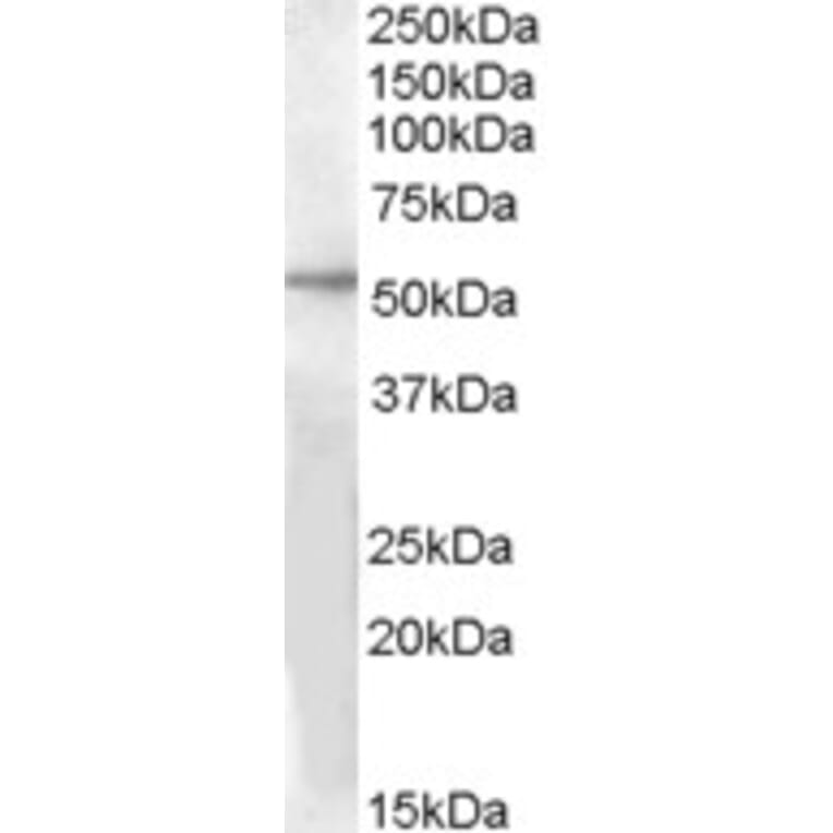 Western Blot - Anti-GPR142 Antibody (A84506) - Antibodies.com