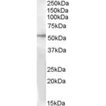 Western Blot - Anti-GPR142 Antibody (A84506) - Antibodies.com