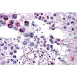 Immunohistochemistry - Anti-Frizzled 9 Antibody (A84509) - Antibodies.com