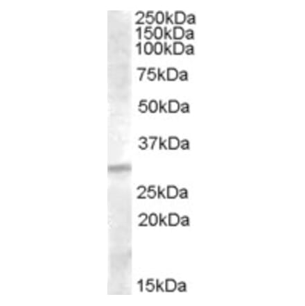 Western Blot - Anti-IGFBP4 Antibody (A84510) - Antibodies.com