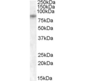 Western Blot - Anti-TRPV5 Antibody (A84513) - Antibodies.com