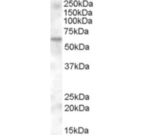 Western Blot - Anti-KPNA6 Antibody (A84519) - Antibodies.com