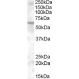 Western Blot - Anti-KPNA6 Antibody (A84519) - Antibodies.com