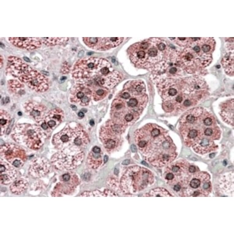 Immunohistochemistry - Anti-KPNA6 Antibody (A84519) - Antibodies.com