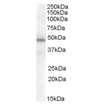 Western Blot - Anti-Vaspin Antibody (A84521) - Antibodies.com