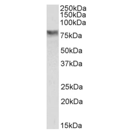 Western Blot - Anti-SEL1L Antibody (A84525) - Antibodies.com