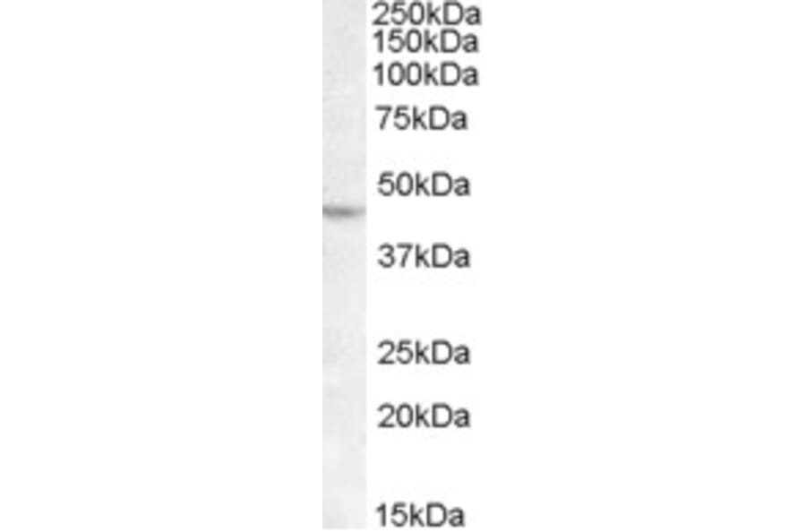 Western Blot - Anti-Lhx2/LH2 Antibody (A84526) - Antibodies.com