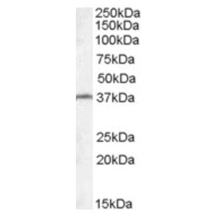 Western Blot - Anti-TSGA2 Antibody (A84527) - Antibodies.com