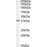 Western Blot - Anti-TSGA2 Antibody (A84527) - Antibodies.com