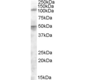 Western Blot - Anti-ERAP2 Antibody (A84529) - Antibodies.com