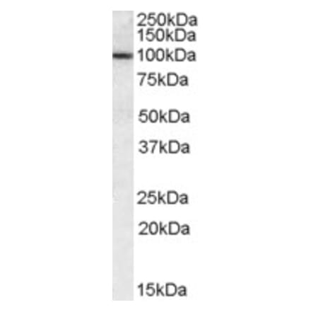 Western Blot - Anti-CLCA1 Antibody (A84530) - Antibodies.com