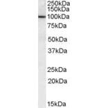 Western Blot - Anti-CLCA1 Antibody (A84530) - Antibodies.com