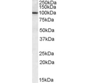 Western Blot - Anti-CLCA1 Antibody (A84530) - Antibodies.com
