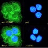 Immunofluorescence - Anti-Myosin Phosphatase Antibody (A84532) - Antibodies.com