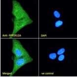 Immunofluorescence - Anti-Myosin Phosphatase Antibody (A84532) - Antibodies.com