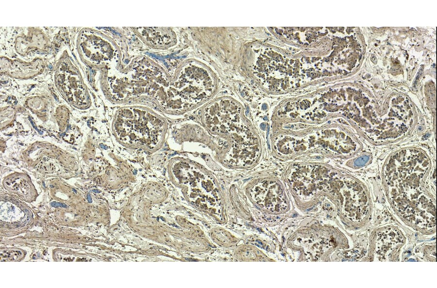 Immunohistochemistry - Anti-Myosin Phosphatase Antibody (A84532) - Antibodies.com