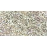 Immunohistochemistry - Anti-Myosin Phosphatase Antibody (A84532) - Antibodies.com