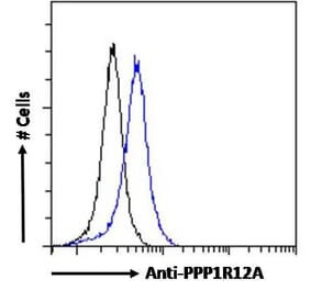 Flow Cytometry - Anti-PPP1R12A Antibody (A84532) - Antibodies.com