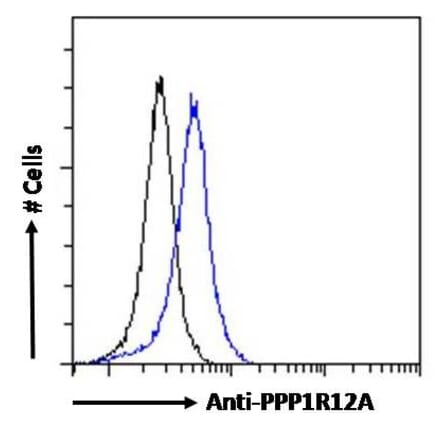 Flow Cytometry - Anti-PPP1R12A Antibody (A84532) - Antibodies.com
