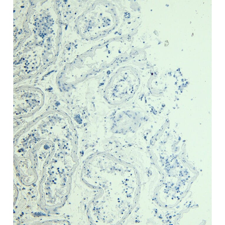 Immunohistochemistry - Anti-Myosin Phosphatase Antibody (A84532) - Antibodies.com