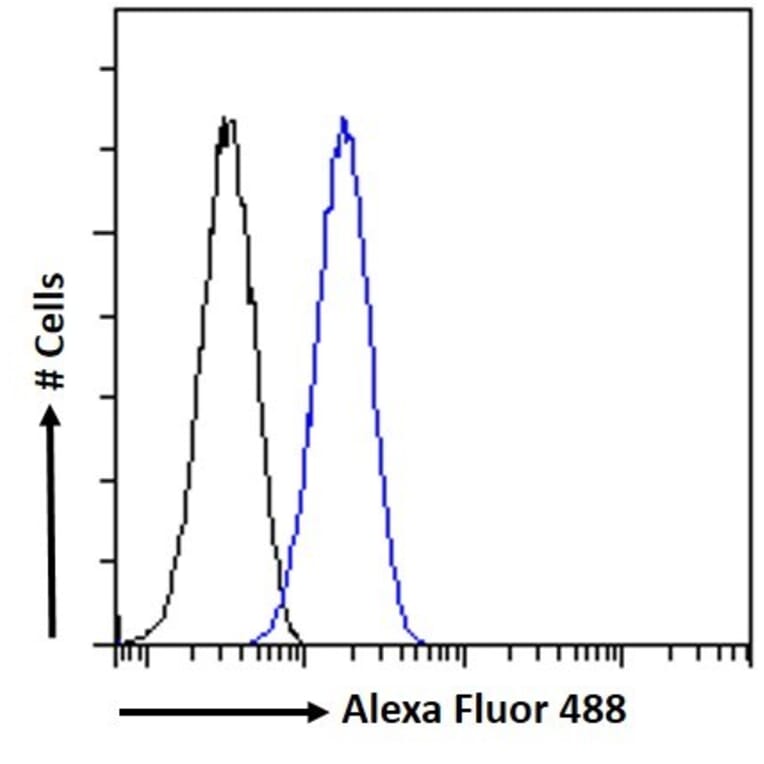 Flow Cytometry - Anti-Myosin Phosphatase Antibody (A84532) - Antibodies.com