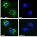 Immunofluorescence - Anti-Cathepsin K Antibody (A84533) - Antibodies.com
