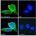 Immunofluorescence - Anti-Cathepsin K Antibody (A84533) - Antibodies.com