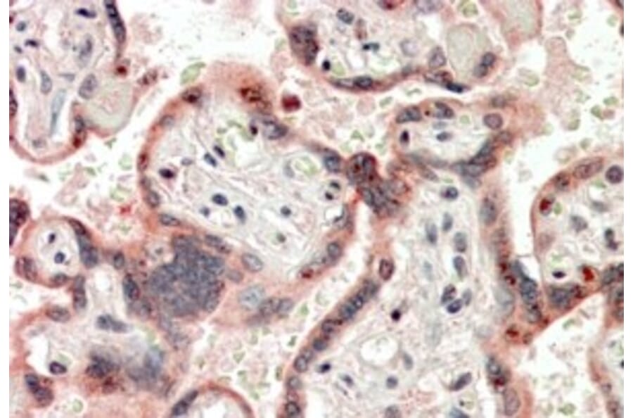 Immunohistochemistry - Anti-Cripto1/CRIPTO Antibody (A84534) - Antibodies.com