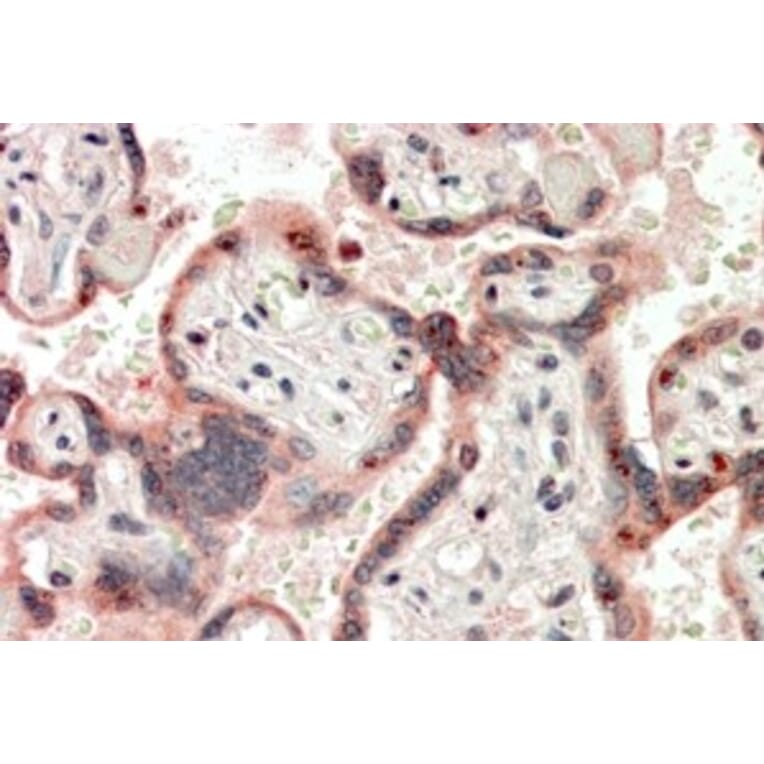 Immunohistochemistry - Anti-Cripto1/CRIPTO Antibody (A84534) - Antibodies.com