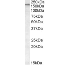 Western Blot - Anti-ABCA9 Antibody (A84535) - Antibodies.com