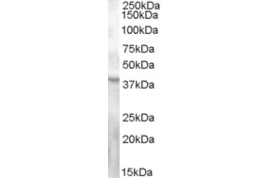Western Blot - Anti-GPCR GPR119 Antibody (A84536) - Antibodies.com