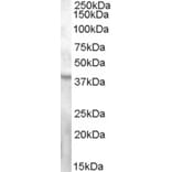 Western Blot - Anti-GPCR GPR119 Antibody (A84536) - Antibodies.com