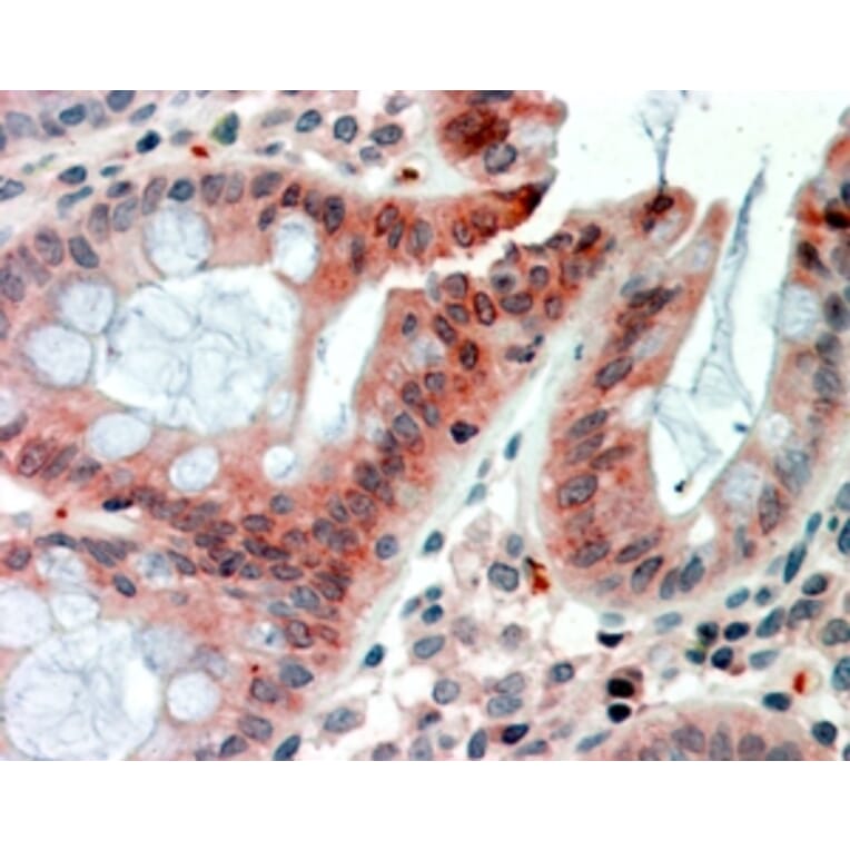 Immunohistochemistry - Anti-RELM beta Antibody (A84537) - Antibodies.com