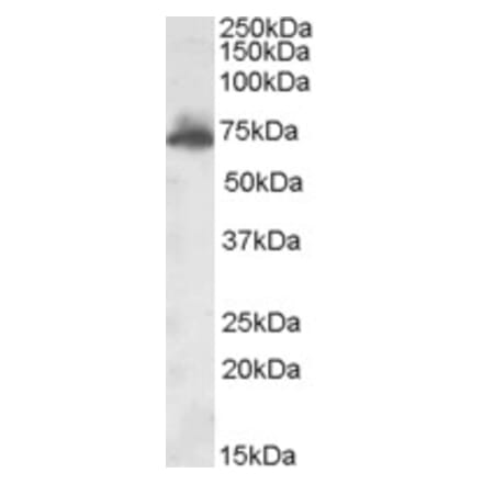 Western Blot - Anti-AKAP10 Antibody (A84539) - Antibodies.com