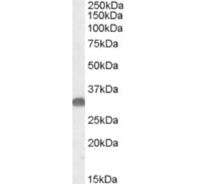 Western Blot - Anti-OTUB1 Antibody (A84540) - Antibodies.com