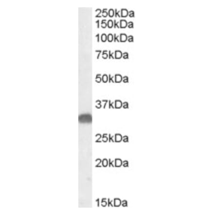 Western Blot - Anti-OTUB1 Antibody (A84540) - Antibodies.com