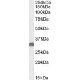 Western Blot - Anti-OTUB1 Antibody (A84540) - Antibodies.com