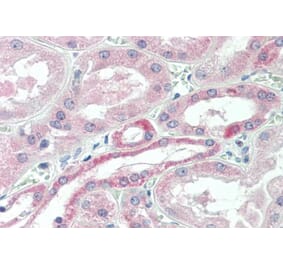 Immunohistochemistry - Anti-USP43 Antibody (A84543) - Antibodies.com