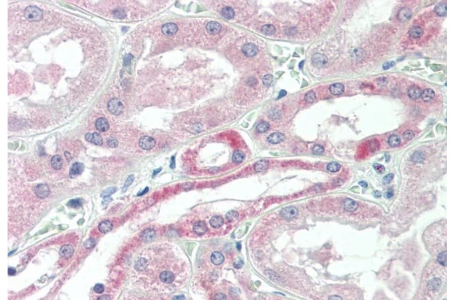 Immunohistochemistry - Anti-USP43 Antibody (A84543) - Antibodies.com