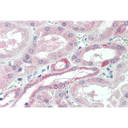 Immunohistochemistry - Anti-USP43 Antibody (A84543) - Antibodies.com