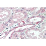 Immunohistochemistry - Anti-USP43 Antibody (A84543) - Antibodies.com
