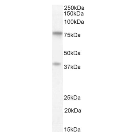 Western Blot - Anti-ZRANB1 Antibody (A84549) - Antibodies.com