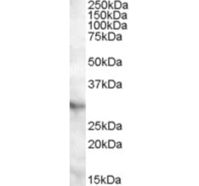 Western Blot - Anti-APOA1BP Antibody (A84552) - Antibodies.com