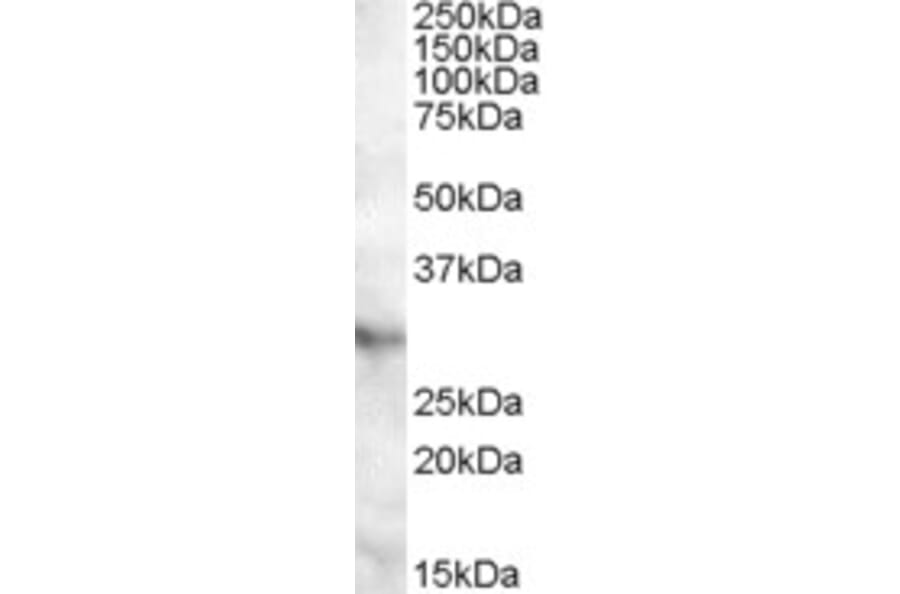 Western Blot - Anti-APOA1BP Antibody (A84552) - Antibodies.com