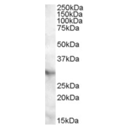 Western Blot - Anti-APOA1BP Antibody (A84552) - Antibodies.com