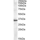 Western Blot - Anti-APOF Antibody (A84554) - Antibodies.com