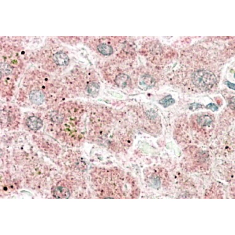 Immunohistochemistry - Anti-APOF Antibody (A84554) - Antibodies.com
